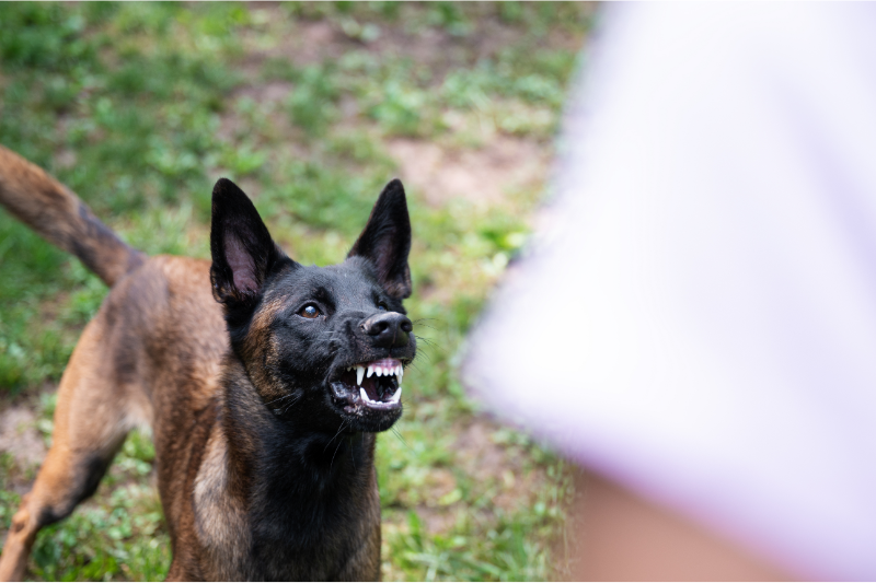 Michigan’s Strict Liability Dog Bite Statute Doesn’t Mean Defendants Should Just Roll Over